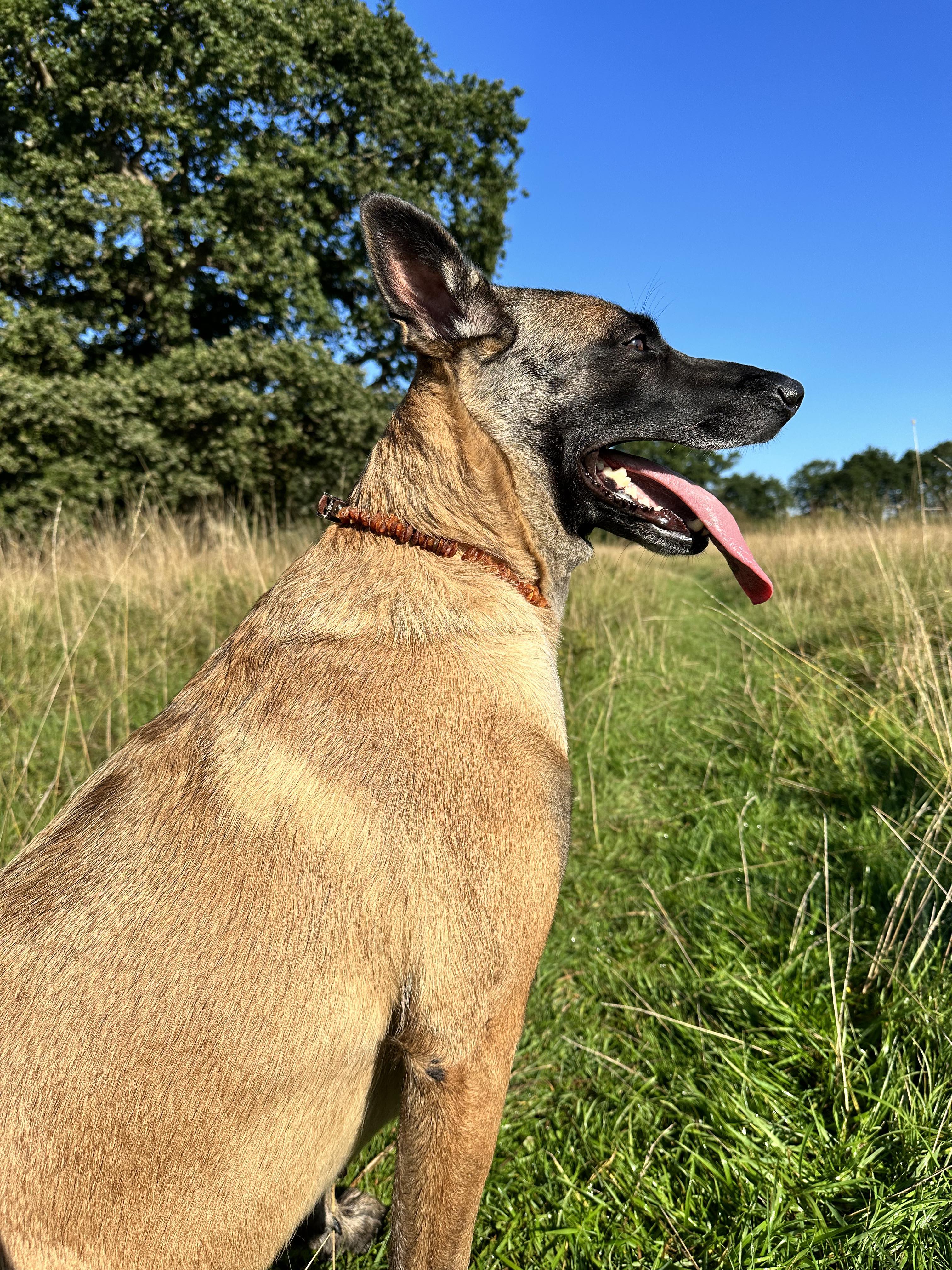 Amber tick shop dog collar